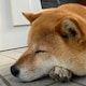 soraのアイコン