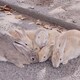 うしゃのアイコン