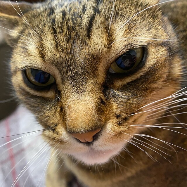 かなっち