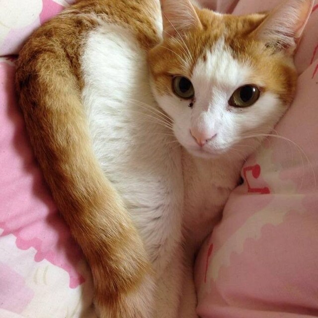 小森茜