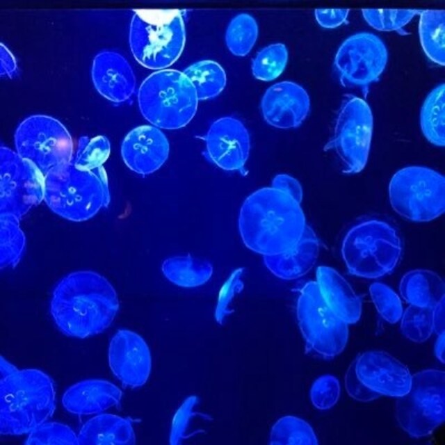 淡路島の化け猫