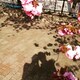 はなぽのアイコン