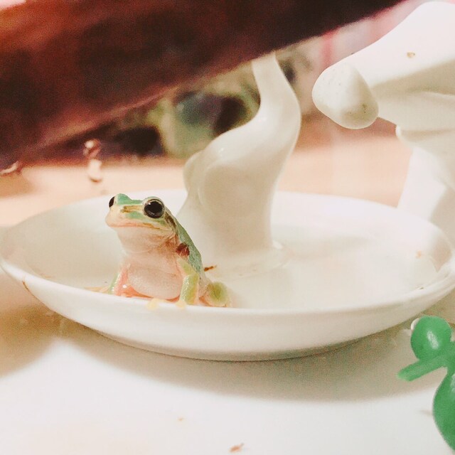 ぴょん吉