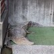 ゆたのアイコン