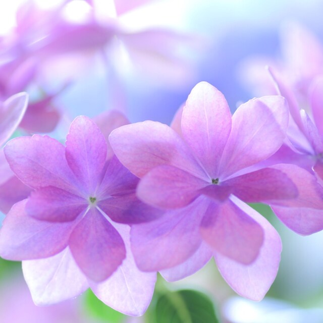 yuco.882