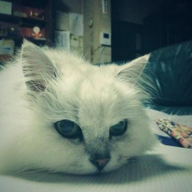 もんもん