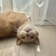 roroのアイコン