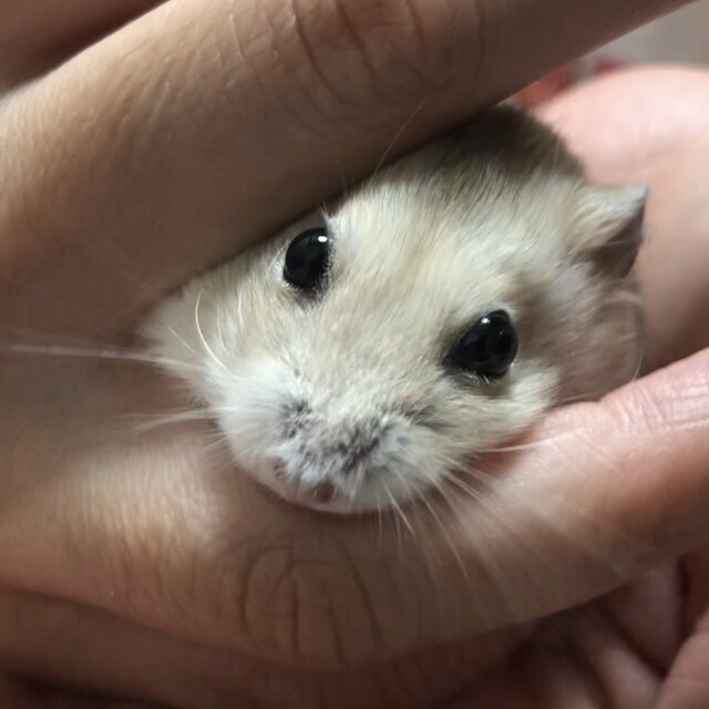 らむ