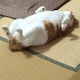みほのアイコン