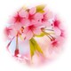 sakuraのアイコン