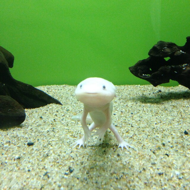 もんきち