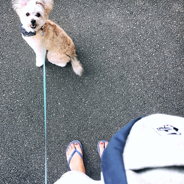 安井早紀