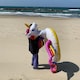 カリノでやんすのアイコン