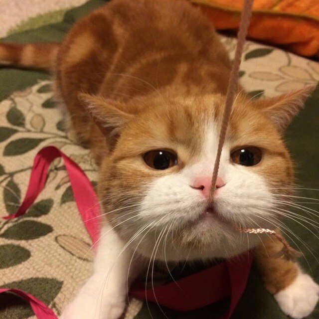 ＊にゃーちゃん＊