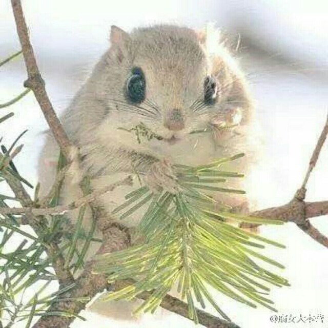 唐小茕