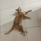 o硬糖oのアイコン