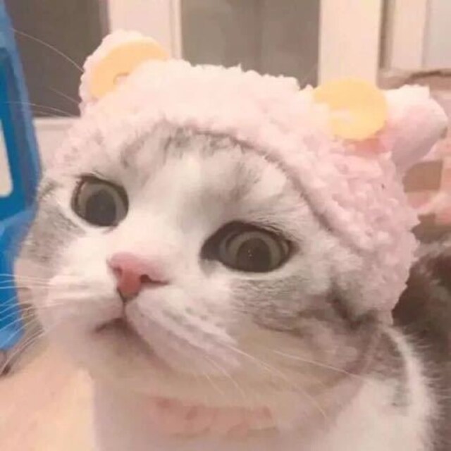 查小园打怪中