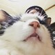 まのアイコン