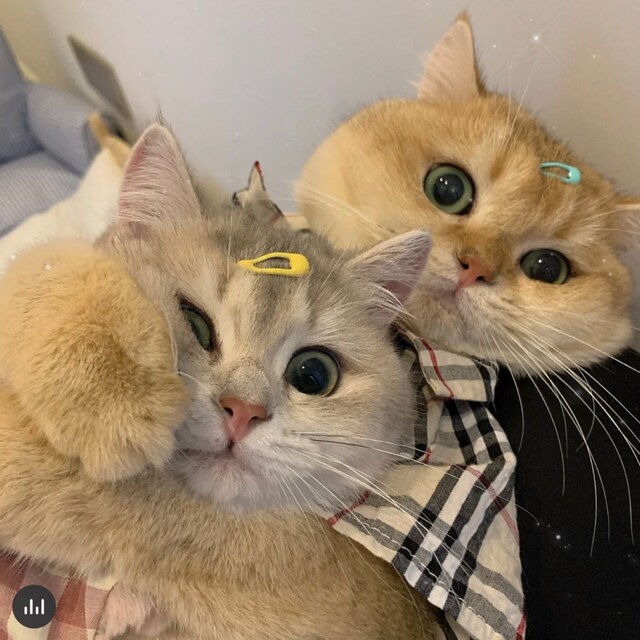 TiantIan