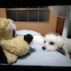 みかぴょんのアイコン