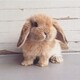 みやのアイコン