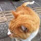 えだまめのアイコン