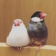 suiのアイコン