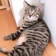 あのアイコン