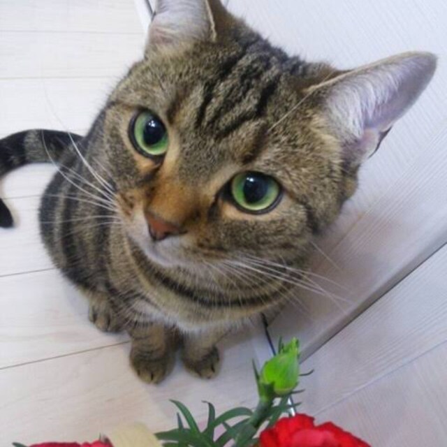 ねこ