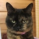 ふみやのアイコン