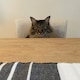 Umのアイコン