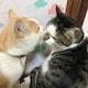 Kümmelのアイコン
