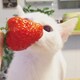 季夏のアイコン