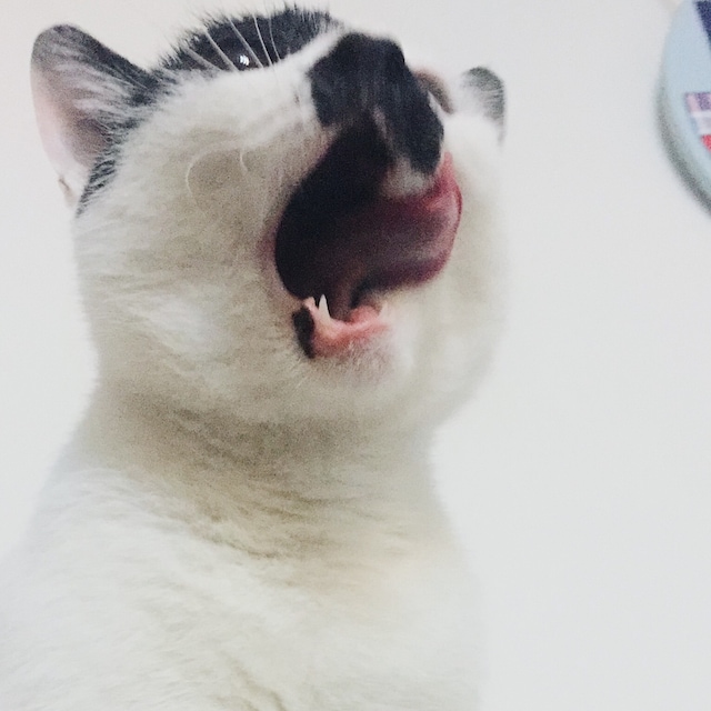 森别别
