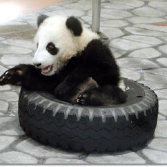 香西春弥