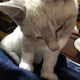 さとレモンのアイコン