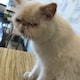 yingのアイコン