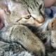 tameのアイコン
