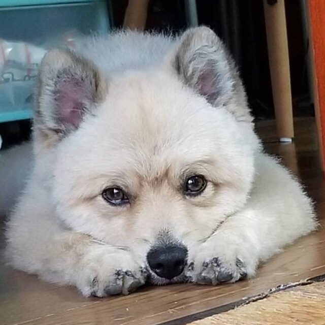 犬