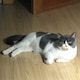 Humatataのアイコン