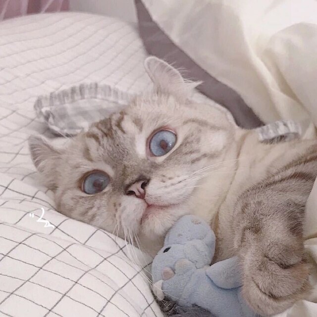 海郦会有猫的