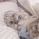海郦会有猫的のアイコン