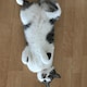 由梨のアイコン