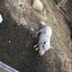 ミヤビのアイコン