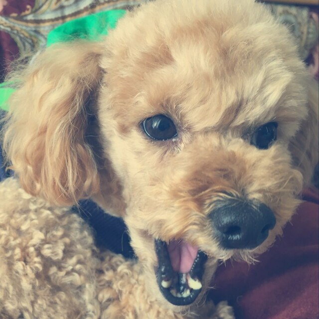 YUKI