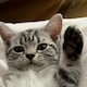 節子のアイコン