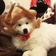 selenoのアイコン