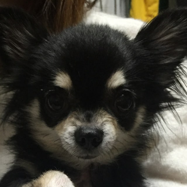 hachi8