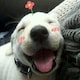 路过的帅Lyonのアイコン