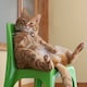 猫为什么那么大のアイコン